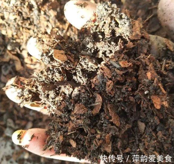 路边捡点它,开水一烫扔盆里,养花10年不烂根!