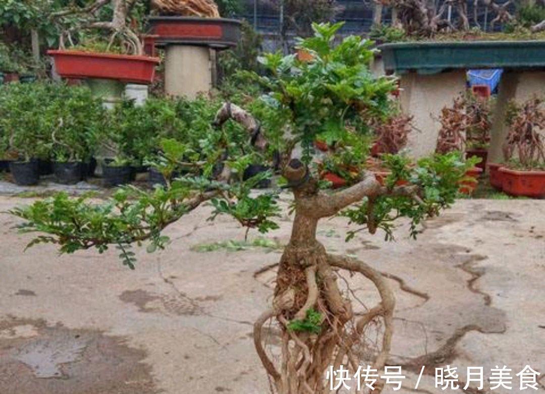 动辄上万的清香木盆景,如何采桩,怎样栽培