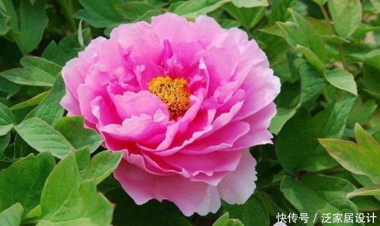 4种“开花小能手”，花朵硕大、花期长，美不胜收，你养了吗
