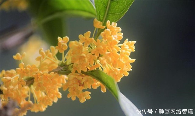 加餐|纳兰性德最体贴温润的友情:凭寄语,劝加餐,桂花时节约重还!