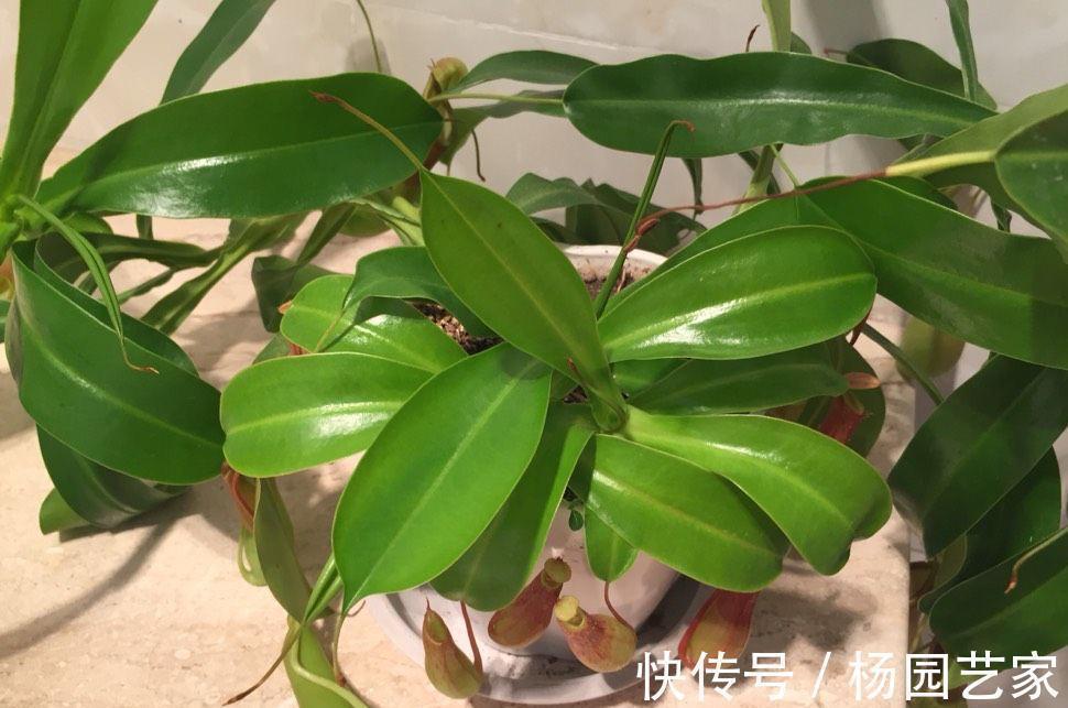 可以养卫生间的3种花,叶油绿花漂亮,吸湿气去异味,长势好