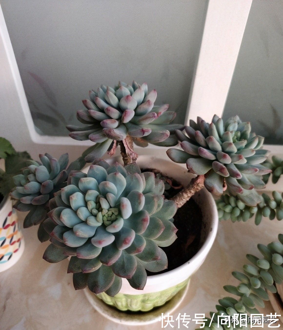 全颗粒养多肉，能行不？分2种情况，多肉能养活，黑腐几率大