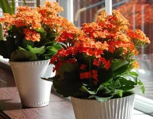 忌讳|养长寿花,将“4忌4喜”进行到底,爆盆开花只是分分钟的事情