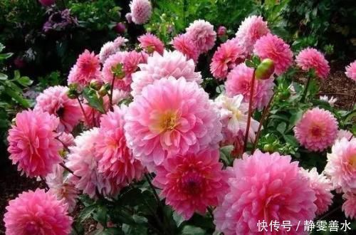 阳台再小，也要养2种花，耐寒又耐热，简单好养，美丽浪漫！