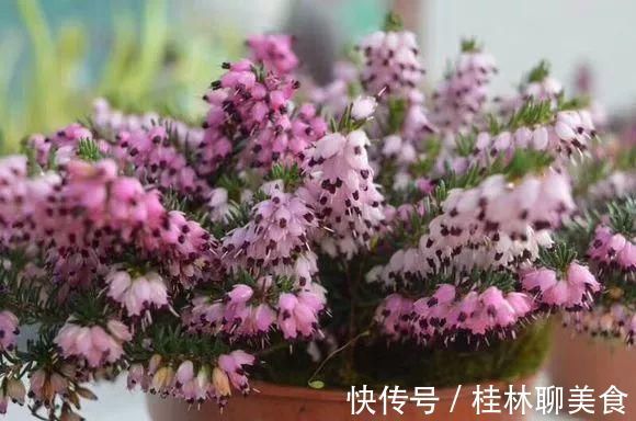 4种花身材不大，花量却怪“吓人”，深秋花开一大片，美翻了