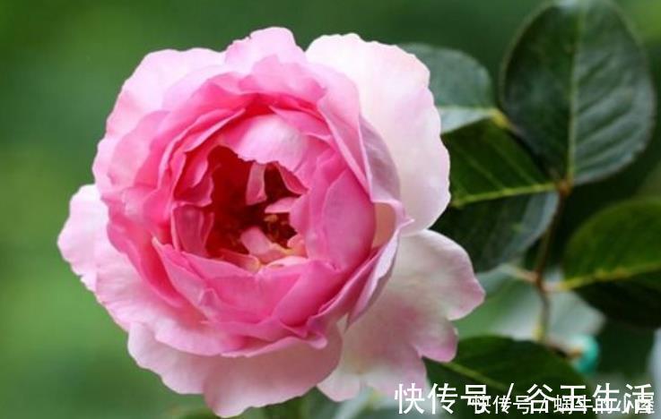 谁见了都喜欢的4种花，好养又漂亮，一年四季可开花，快快养起来