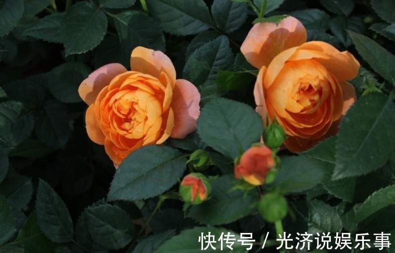 此款微型月季四季开,1次维持1个月,是开花机器里的“劳模”