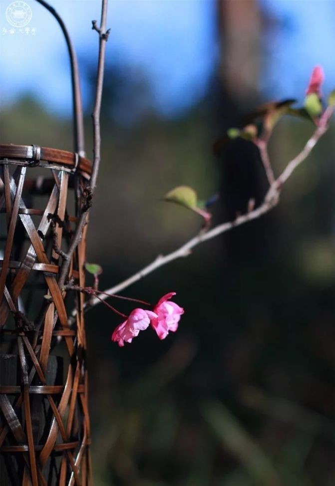 茶香|生活有了茶香,便不再羡慕诗和远方