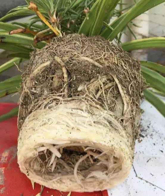 养花技巧花草换盆不懂这3点难怪换完盆就黄叶枯死