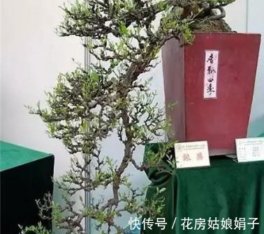 浇水|很好辨认的1种藤本植物,别轻易触碰,却是制作盆景的优良素材