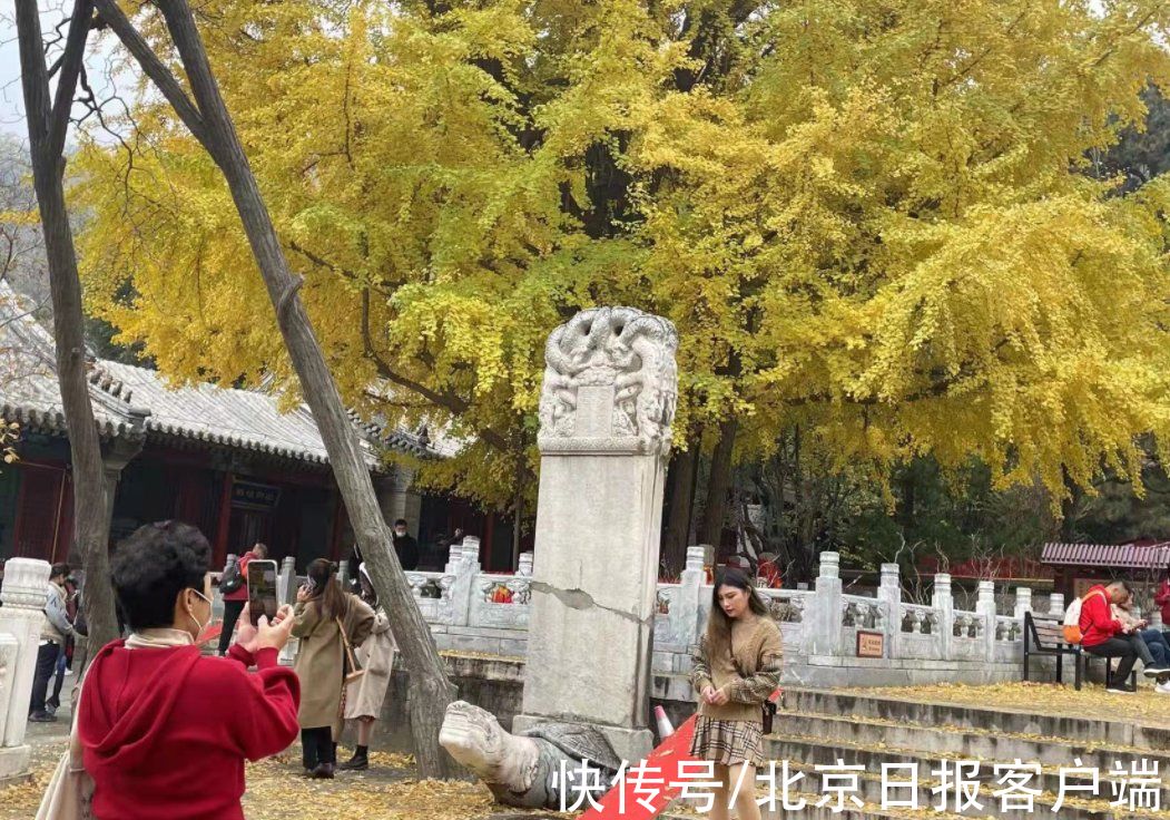 帝王树|一叶知秋！潭柘寺千年银杏树进入最佳观赏期