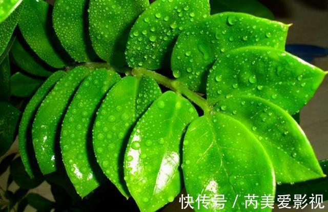 金钱树有“3怕2不喜”，难怪越养越稀疏，从不长新芽