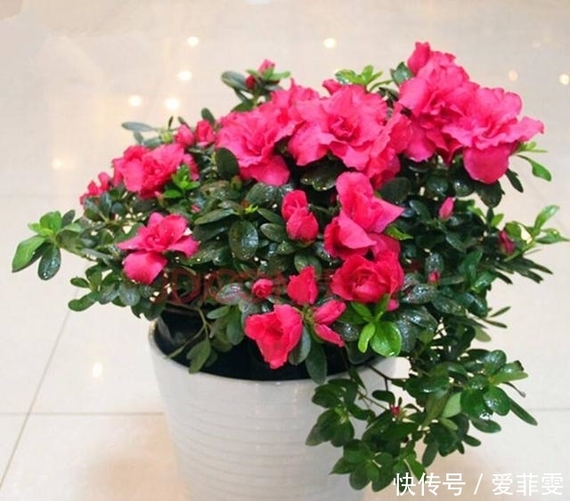 酸性土|杜鹃花怎么养都养不活?没关系,注意这5点就够了!