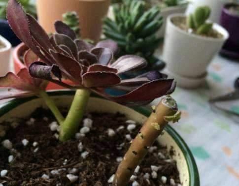  带回家|多肉大棚外转一转，捡一点叶片，回家养，1年时间养出几十盆