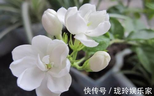 花期|茉莉花怎么养做好这几件小事，花期长开花多，香味飘满屋