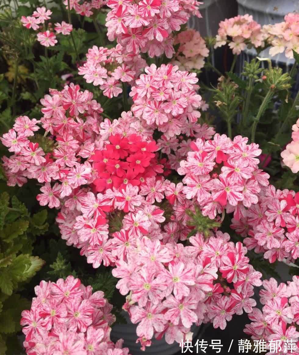 松叶牡丹|集美貌与好养于一身的“3种花”，不怕高温暴晒，三天两头开花