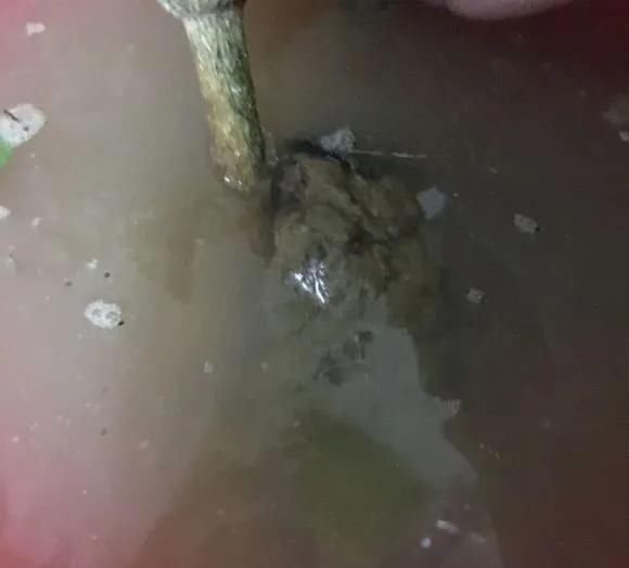 茉莉花后赶紧剪,剪完就开花,一直剪一直开