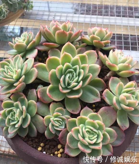 草木灰|盆里加把灰,多肉一个月胖一圈,答案在这,其实很简单