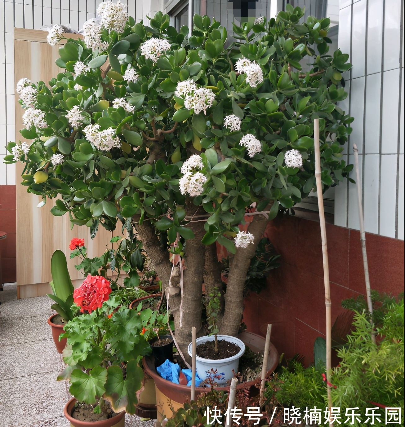 客厅见树，后代富足，7种“吉利树”，随便养一盆，养人又旺家