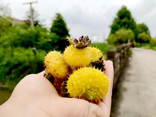 栗子|更年期的女性别太节俭，经常吃4种碱性食物，或能帮你补充雌激素