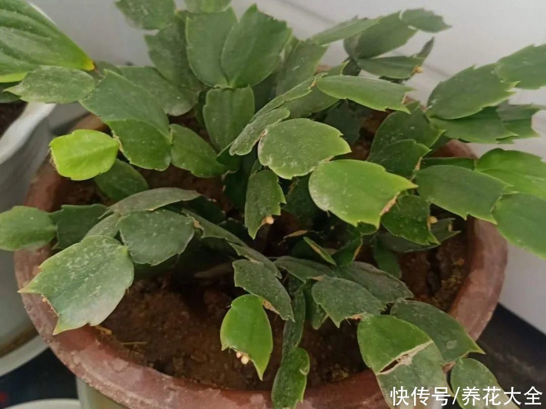 花苞|天热了，20种花最怕浇水，浇得越多，死得越快