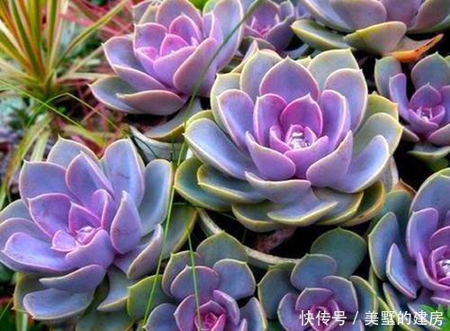 养多肉紫珍珠,教你3个小技巧,养成漂亮老桩,时间缩短2倍!