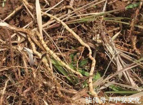 野草|农民很不喜欢的野草，城里人很喜欢，价值珍贵，营养价值极高