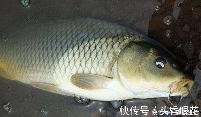 一般人|不吹不黑,鲤鱼再“狡猾”也得吃这饵,一般人我不说,切记莫忽视