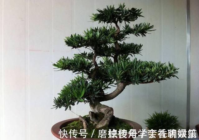 罗汉松盆景养家中，摆放禁忌要知道，放对位置好处多，放错了难活