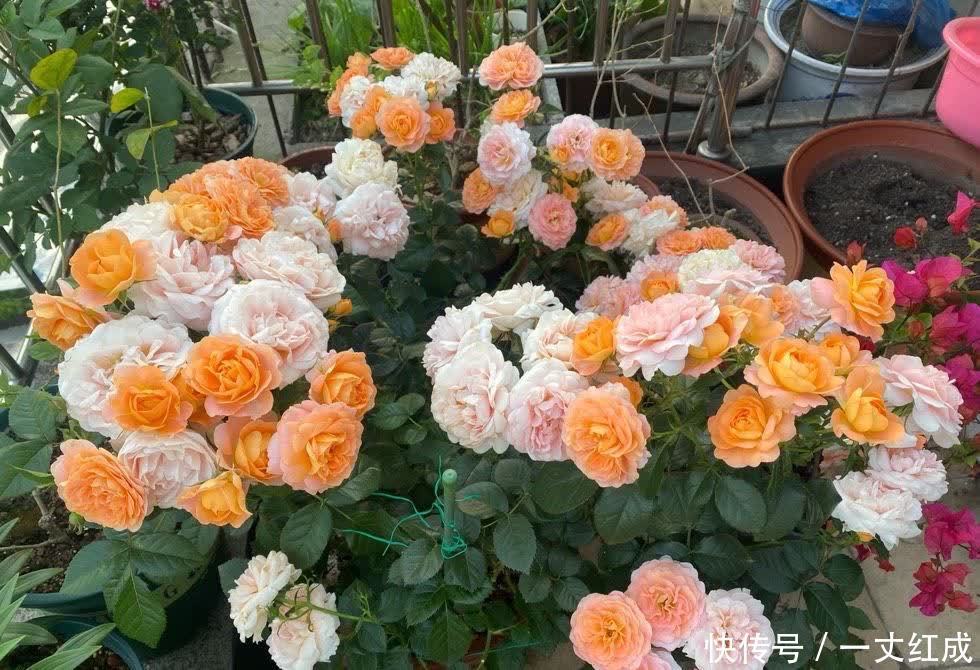 月季花|5月份养月季，一定要做好3件事，花朵硕大，开花不停