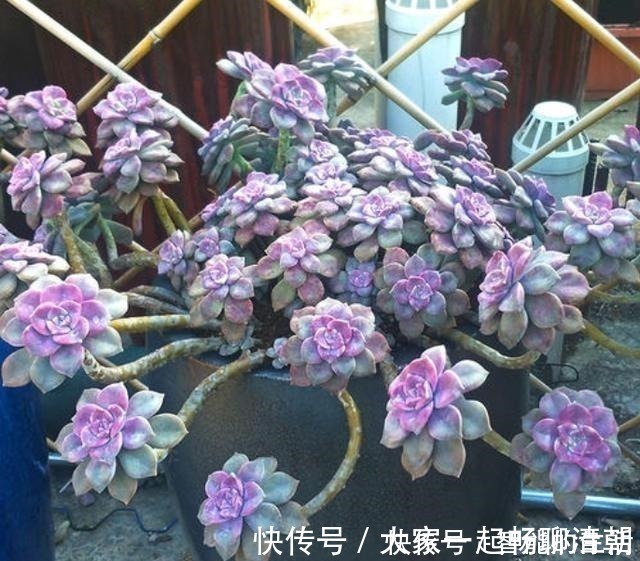 花友|它被称为多肉植物中的黑马,长速快,适应能力强,不种一盆就亏了!