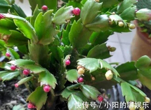 养护|蟹爪兰烂根不要扔,处理得当,来年满盆还开花