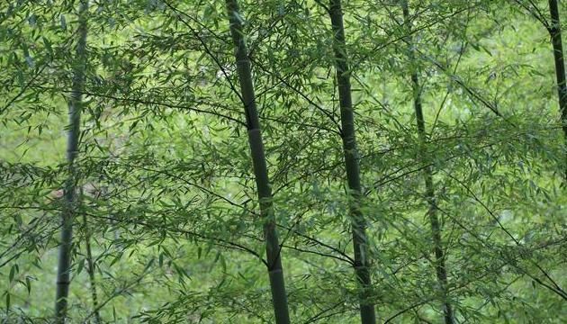 竹沥|一味不被人熟知的良药,能“荡涤热痰而止咳,清利七窍而醒神”