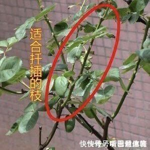 生根|扦插月季不生根？用这捂一捂，过几天“冒白根”，变成月季大户