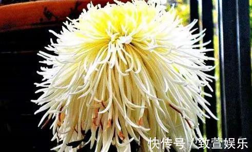 喜欢养菊,那就养盆“珍稀名菊”丝露花雨,似金凤起舞,光彩照人