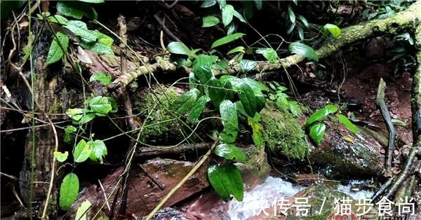 藤枣——生长在雨林中的濒危物种