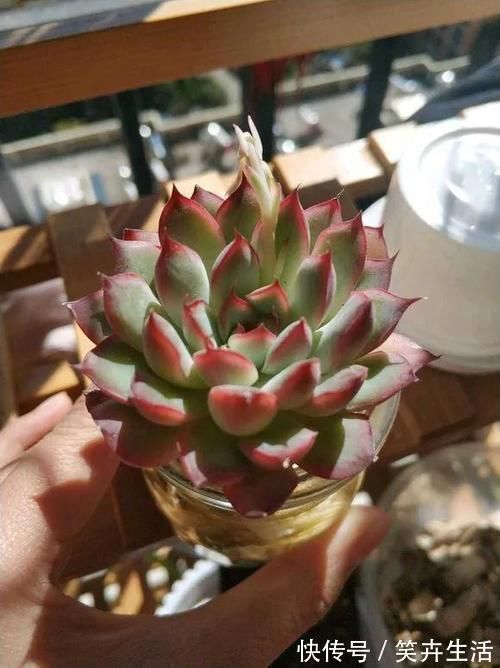 多肉植物也能水培多肉丢水里反而不烂根，长得还水灵，晶莹剔透