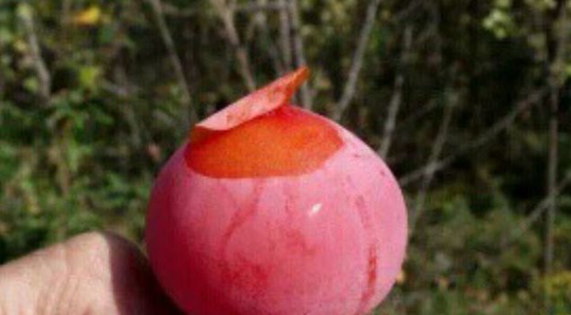 补血活血|女性最好的零食,不想老太快需多吃,补血活血,保持健康好气色