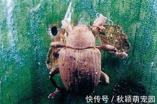 在我国泛滥的水葫芦,弱点实在太好笑,只用一招就能将它们团灭