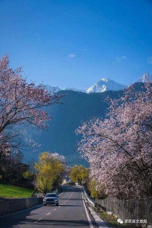 林芝桃花最密集、最壮观的观赏地，在这里！