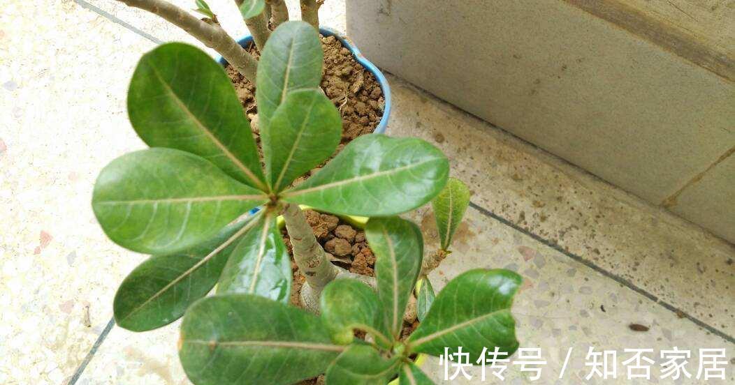 原产地|沙漠玫瑰叶子发黄掉落怎么办，别着急沙漠玫瑰叶黄解决方法看这里