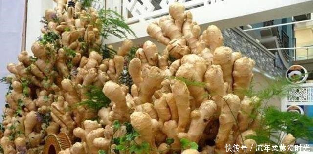 1块生姜放盆里,长出一片姜,只用了1个方法,2年都吃不完