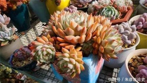 刚买回家的多肉,叶片发软像是快死了,掌握上盆技巧轻松长满盆!