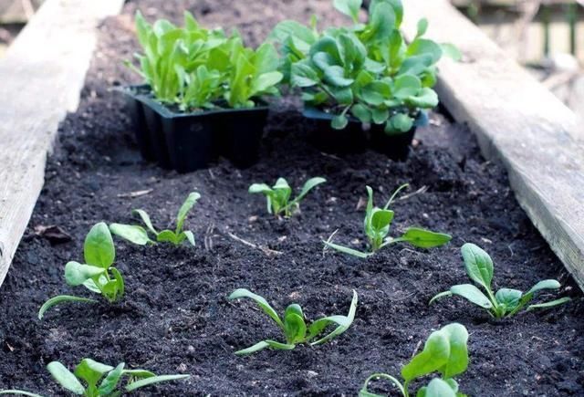 把“1种”东西碾碎煮水,成“天然生长液”,养花不花钱效果棒!