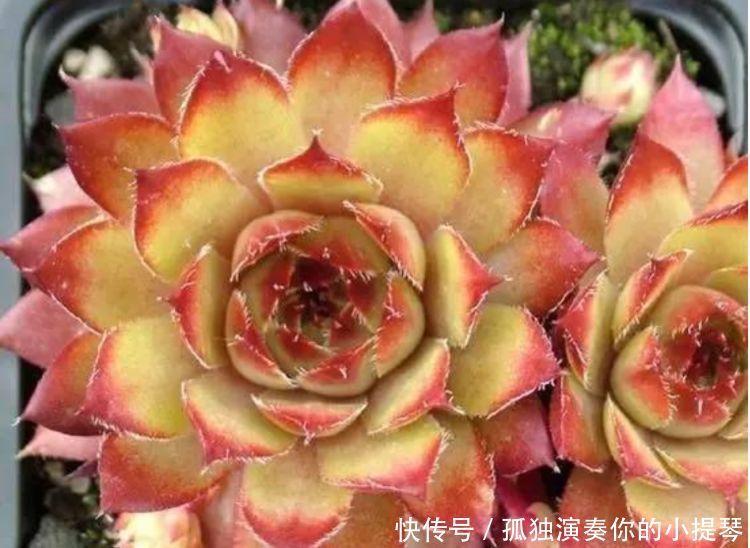 4种花,现在掐根枝条插土里,生根快,一盆变多盆