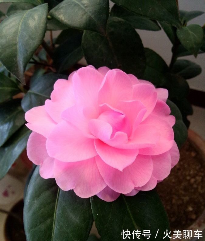 喜欢养花,不如养盆长寿花,花叶俱美,四季开花