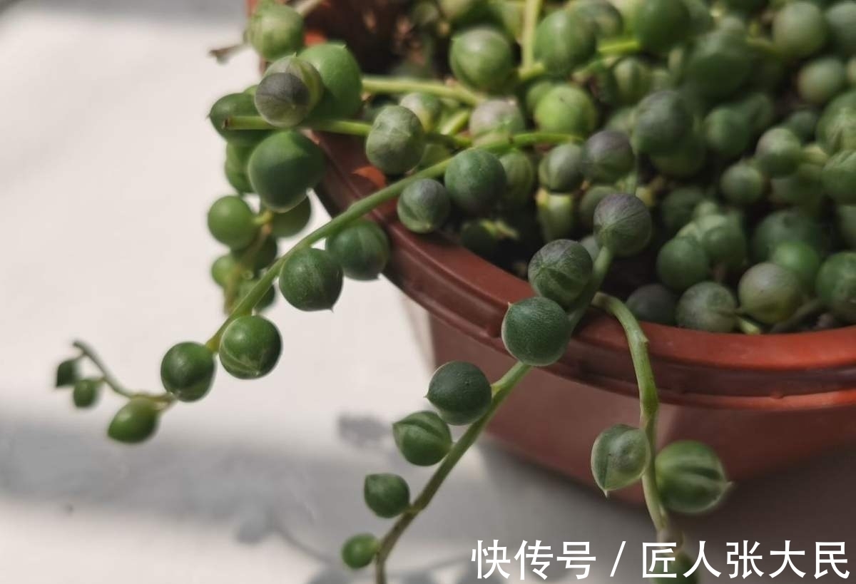 钱串子|19种多肉,花市买来像白捡,离流行趋势更近了