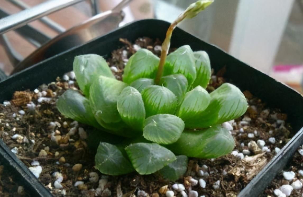 叶子|4种多肉植物不能暴晒，否则晒一盆死一盆