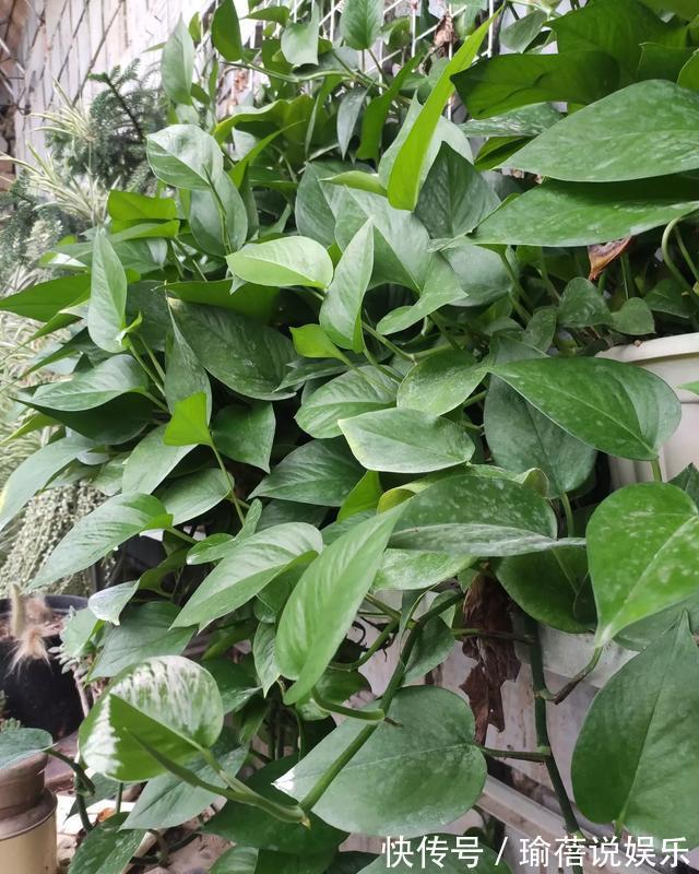 绿萝就要这样养，叶片油亮蹭蹭长，一盆养一年，爬满整面墙