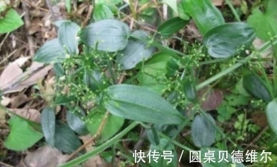 根茎|它根茎上长满了倒刺，花小而多似满天繁星，请重视